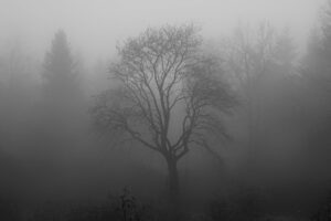 tree, fog, moor